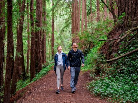 Two hikers walk hand-in-hand on a forest trail lined with tall redwoods, surrounded by lush green foliage.