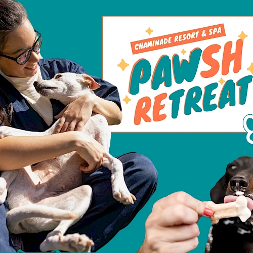 A person holds a happy dog, with a logo reading "Pawsh Retreat" for Chaminade Resort & Spa; another dog licks a treat.