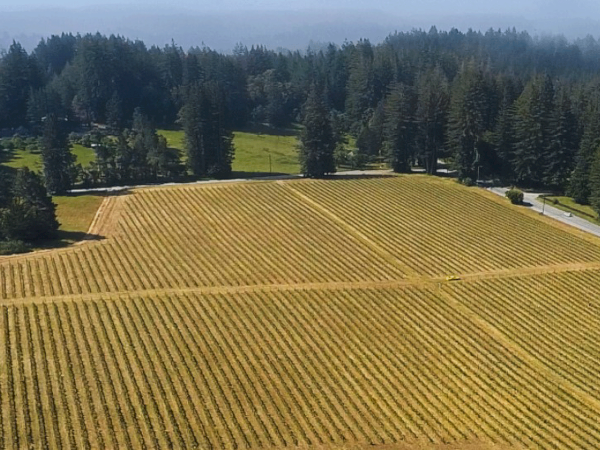 An aerial view of a large vineyard with neatly arranged rows of grapevines, surrounded by dense forests and a small road on the right.