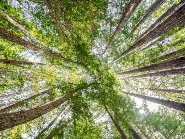 The image displays a view looking up at tall trees with green foliage reaching towards the bright sky, creating a natural, serene canopy.