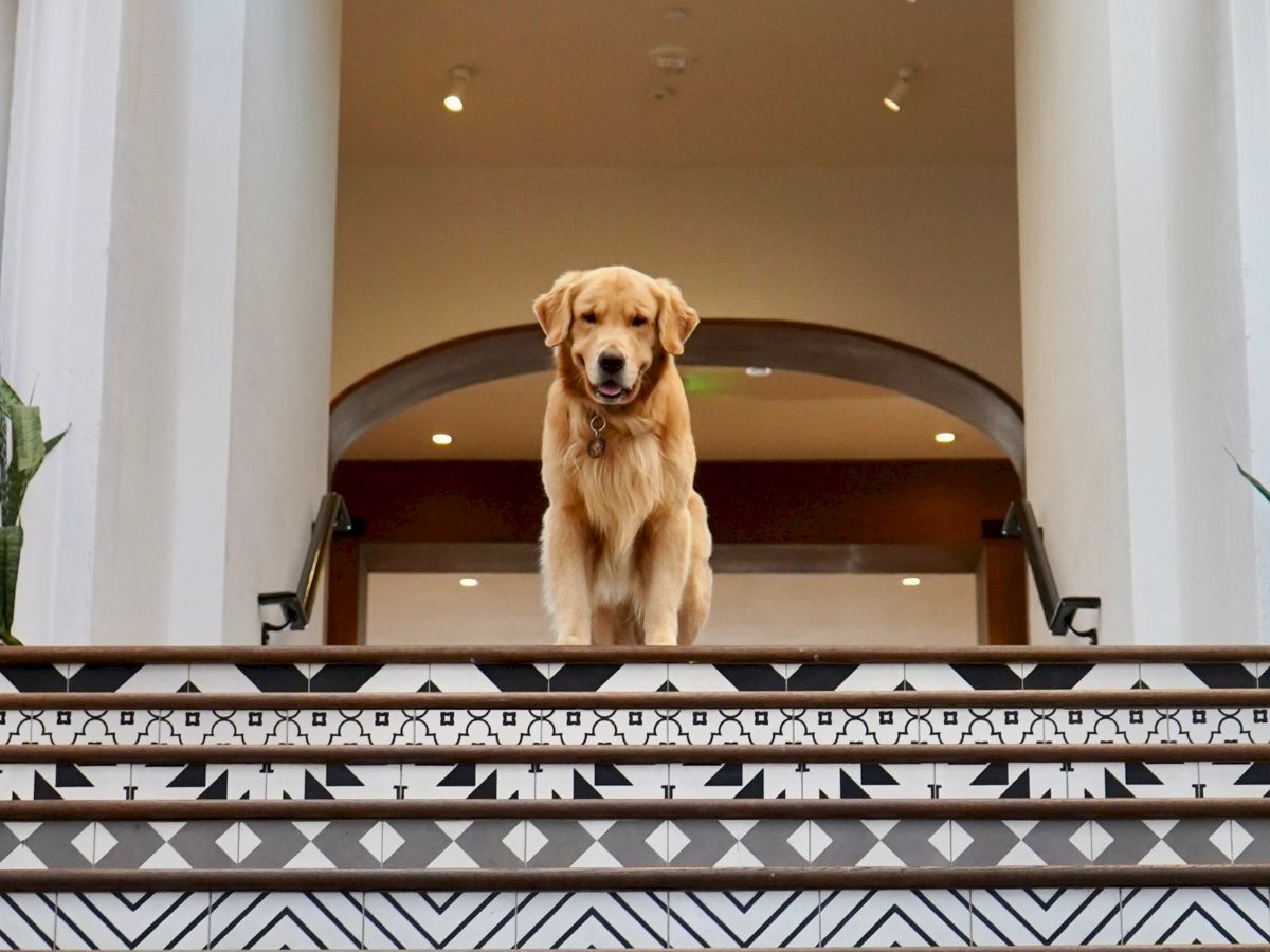 A golden retriever stands at the top of patterned stairs inside a building, surrounded by white walls and ceiling lights.