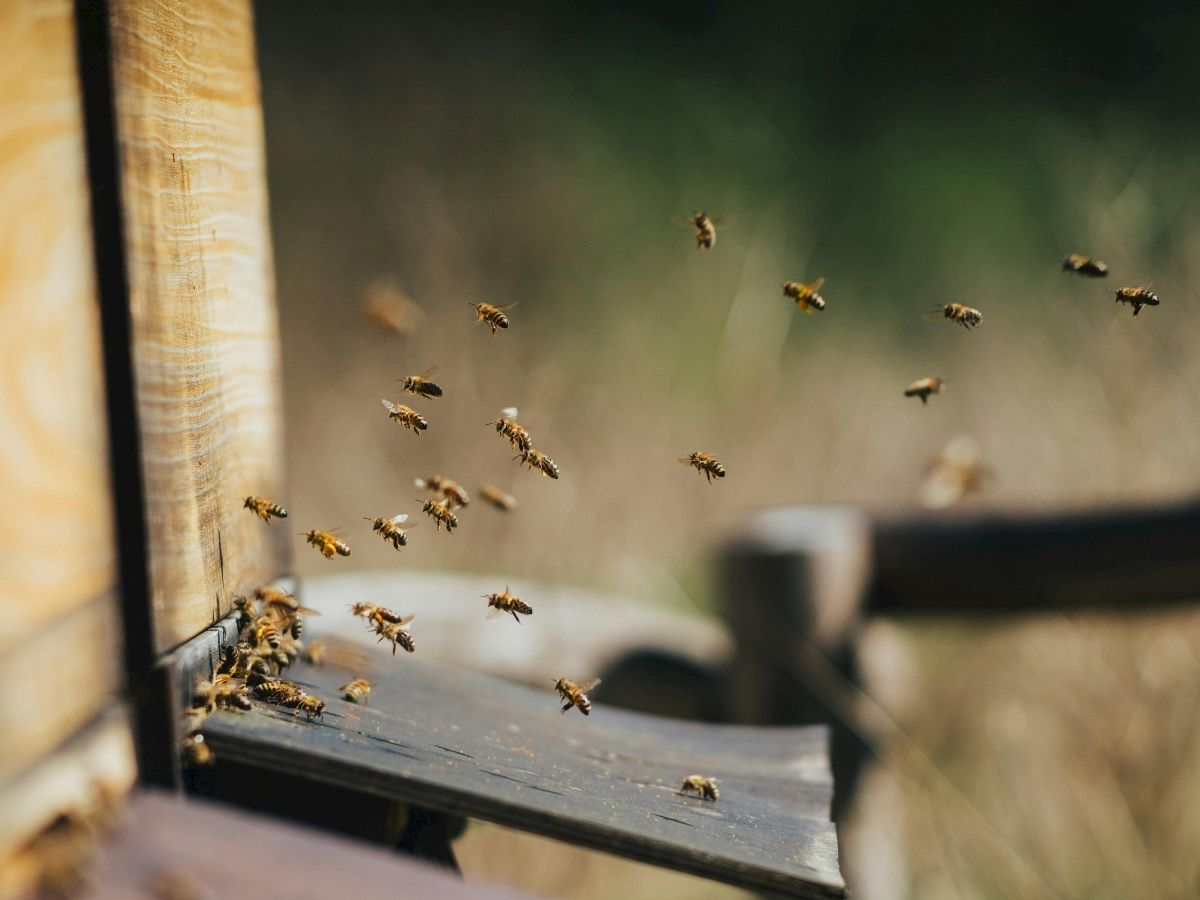 A cluster of bees swarms around a wooden hive entrance, buzzing in flight near an open window.