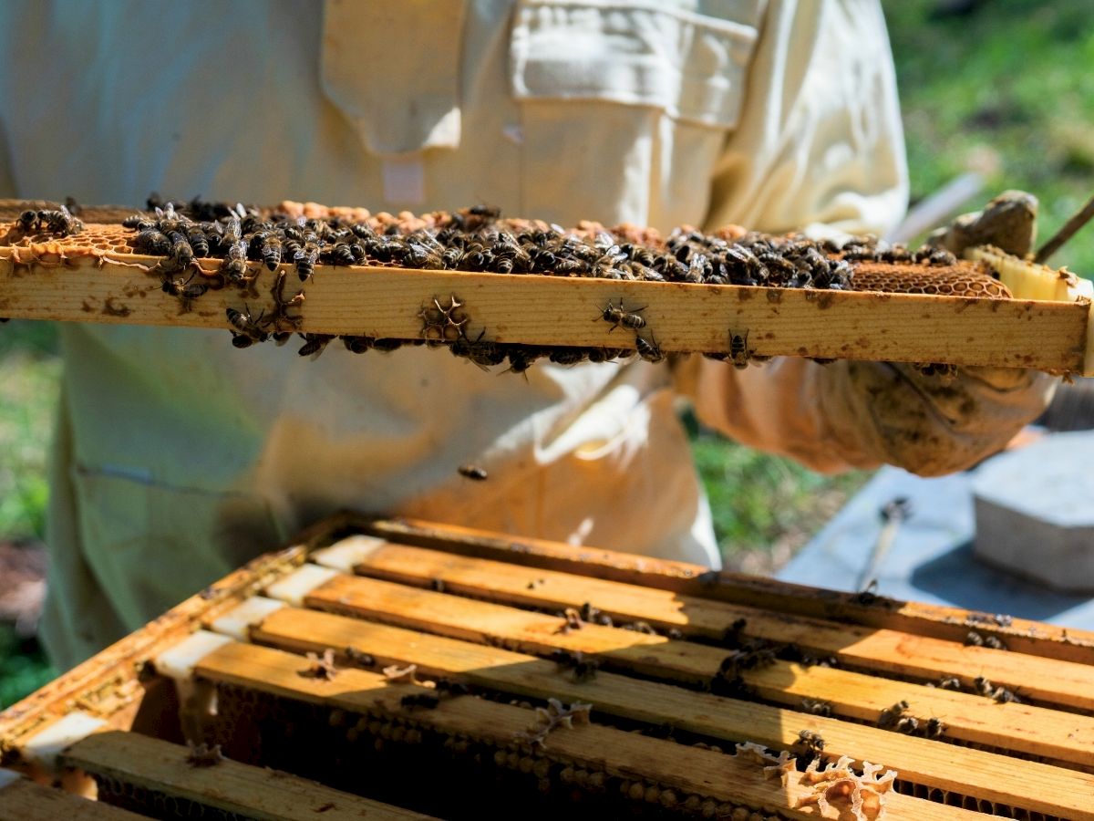A beekeeping frame packed with honeybees crawling over wooden bars in the hive.
