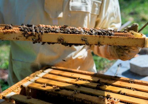 Bees inspect and move across a wooden frame in a hive, a beekeeper&rsquo;s hands managing a frame during apiary work.